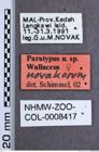 Etikette zu Wallaceus novakorum (Schimmel, 2004) (NHMW-ZOO-COL-0008417)